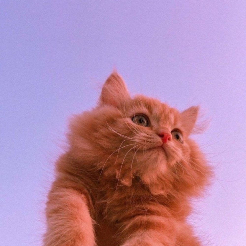 Meet your Posher, Ari